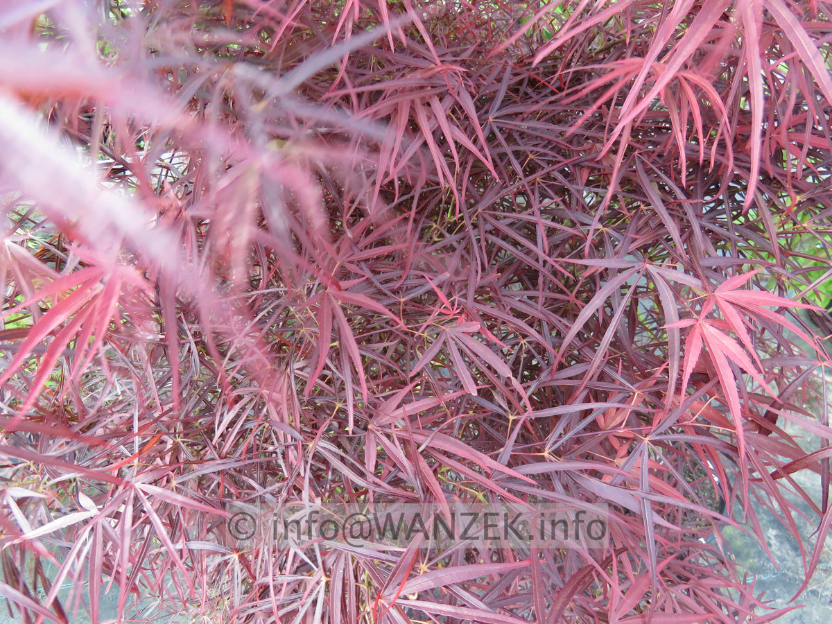 Acer palmatum Red Pygmy - Austrieb02.JPG